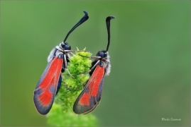 <p>VŘETENUŠKA ČTVEROTEČNÁ (Zygaena punctum) jižní Morava, Poudřanská step</p>